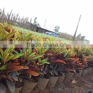 Multi Color Leaves Foliage Codiaeum Variegatum of Outdoor Landscaping Decorative Ornamental Plants thumbnail-2