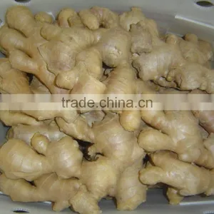 Air Dried Ginger thumbnail-1