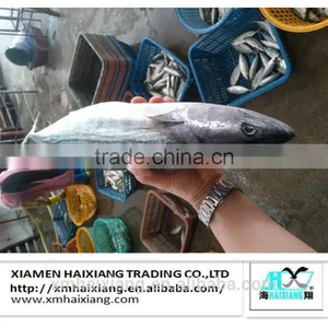 Frozen Seafood-Bonito Tuna in China thumbnail-4