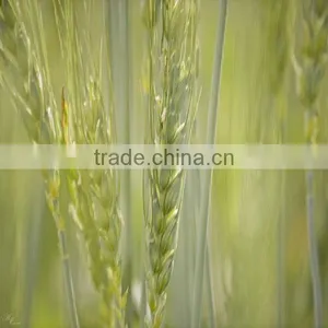 Organic Wheat Germ Oil Used in Cosmetics thumbnail-3