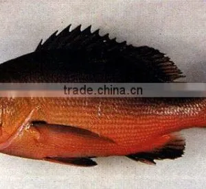 Red Snapper ( Bohar) thumbnail-1