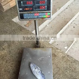 Bonito Fish Frigate Tuna Fish Bonito 300-500G thumbnail-1