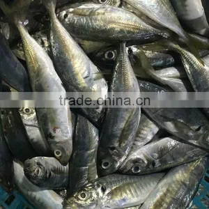 New Fish Frozen Horse Mackerel thumbnail-1