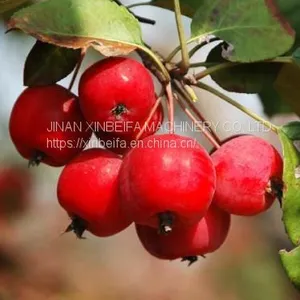 Crabapple Stem Drying Machine thumbnail-5