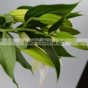 Fashionable Siberia Snow White Lily thumbnail-3
