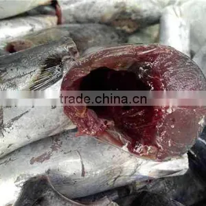 HACCP EU HGT Frozen Bonito Fish and Auxis Thazard thumbnail-4
