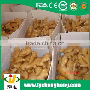 Hot Sale High Quality Air Dried Ginger thumbnail-1