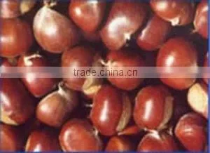 Chestnut thumbnail-1
