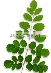 100% Pure & Natural Moringa Oil GMP / ISO thumbnail-1