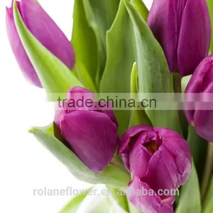 the Elegent High Quality Tulip Flower for Wholesale thumbnail-5