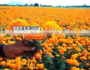 Hot Sale High Qulity Lutein thumbnail-1