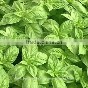 Basil Oil (Ocimum Basilium) thumbnail-1
