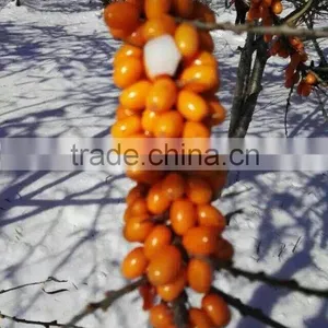 Plant Extract CO2 Supercritical Extract Seabuckthorn Fruit Oil thumbnail-3
