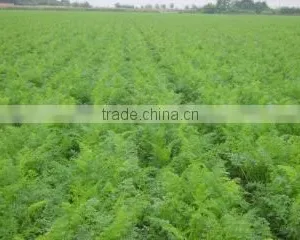 Shouguang Bilong Vegetable Fruit Co., Ltd. company overview - view 2 thumbnail