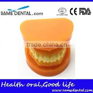 Double-Color Dentition Model Dental Eduction Assistant No. DEA-09 thumbnail-2