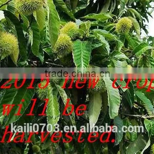 Good Quality Chestnut,bulk and Taste thumbnail-3