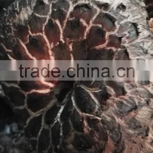 New Crop of Dried Sarcodon Aspratus thumbnail-1