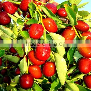 Powder State 20% Crystal Gibberellic Acid thumbnail-3