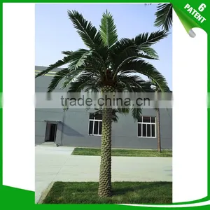 Patented and Customized Date Palm Tree for Garden Decoration thumbnail-4