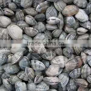 Choice Quality Frozen Vacuum Packed Cooked Short Necked Clam thumbnail-6