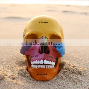 Human Skull Model of Four-dimension Human Anatomy/anatomia Model, Skull Model With Colored Bones, Teaching Science thumbnail-1