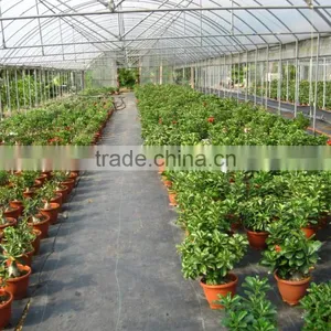Adenium Obesum ( Desert Rose) thumbnail-4