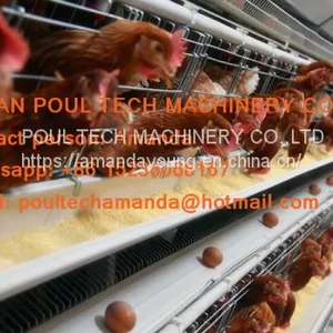 Cameroon Poultry Farming A Type Battery Layer Cage & Chicken Coop & Hot Galvanized Cage & Hen Cage With 120 Birds in Shed thumbnail-2