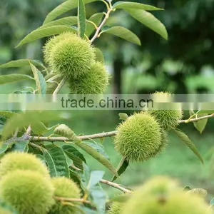 New Crop Organic Fresh Bulk Chestnuts thumbnail-1