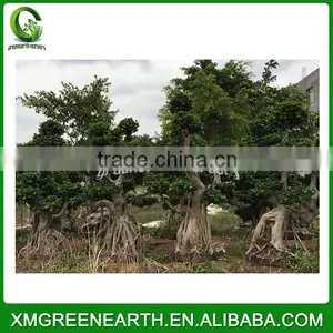 Ficus Microcarpa Bonsai Dragon Shape thumbnail-2