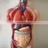 Human Body Anatomy Sexless Torso Model thumbnail-5