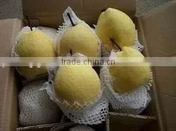 Fresh Gong Pear thumbnail-1