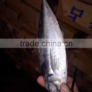 2015 Frozen Horse Mackerel wr 100-200g Seafrozen thumbnail-1