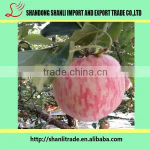 100/113/125# Fresh Organic Fruits Red Fuji Apples Fresh Fuji Wholesale Apples thumbnail-4