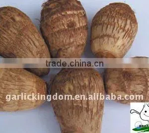 Chinese Fresh Taro thumbnail-1
