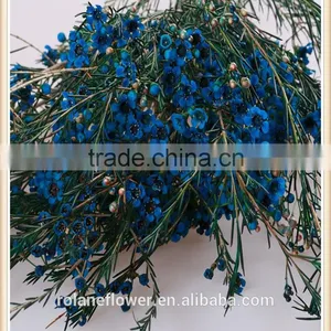 China Wholesale Outdoor Fresh Cut Wintersweet Plants thumbnail-5