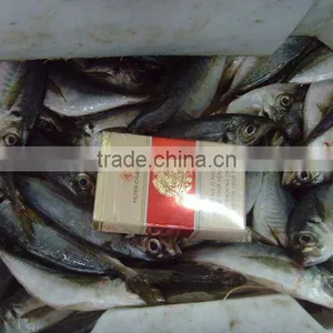 Frozen Horse Mackerel Fish thumbnail-1