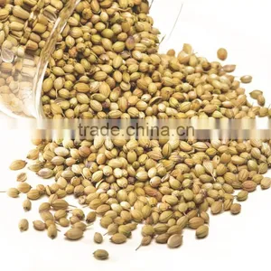 Coriander Seed thumbnail-1