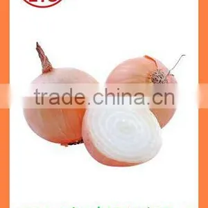 Export Best Quality Fresh Red Yellow White Onion thumbnail-4