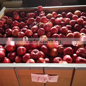 Red Delicious Variety and Common Cultivation Type Red Delicious Apple Avilable in Bulk thumbnail-1