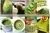 USDA Certified Health Natural Food Color Organic Matcha Green Tea Powder thumbnail-6