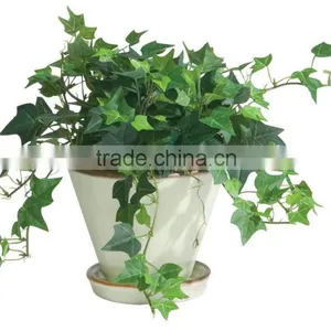 GMP Natural High Ivy Leaf Extract/Hedera Helix Extract thumbnail-2