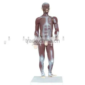 85cm Tall Muscle Body Model thumbnail-1