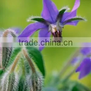 Healthcare Food Ingredient Borage Seed Oil thumbnail-4