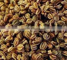 No. 1 Exporter of Celery Seed Essential Oil thumbnail-2