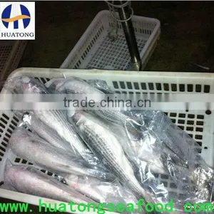 Frozen Mullet Price in China on Sale Atlantic Whole thumbnail-1