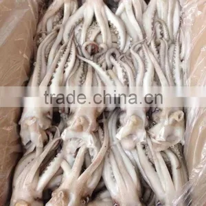 Seafood Illex Squid Frozen Squid Tentacle thumbnail-1