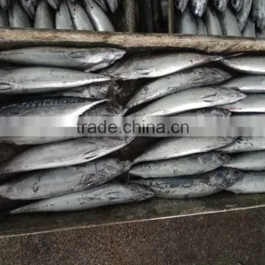 Frozen Bonito Tuna Whole Frozen New Fish thumbnail-2