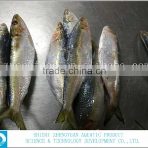 for Market Fresh Fish Frozen Sardine 120-150g thumbnail-3