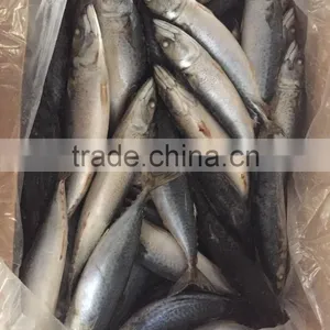 Sea Frozen Mackerel 300-500g 2016 thumbnail-1