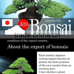 Professional and a Heart Feels Relaxed Bonsai Tree Price Tree With Eco-friendly Made in Japan thumbnail-2